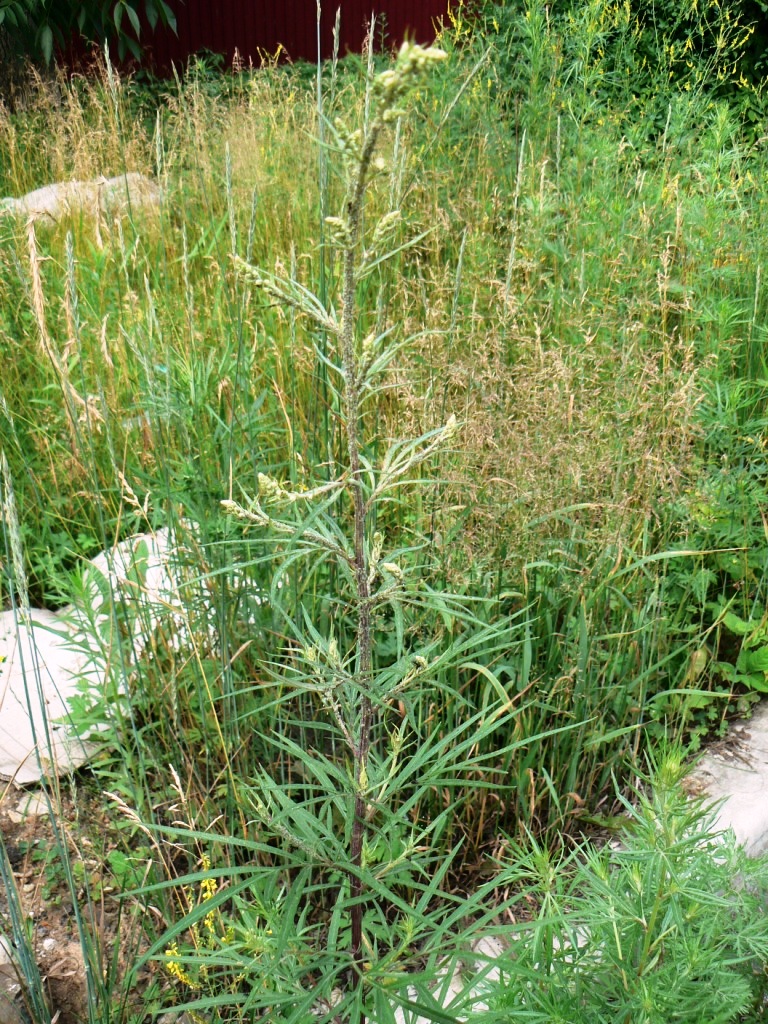 Image of genus Artemisia specimen.