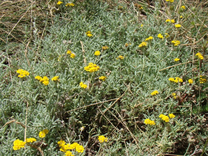 Image of Achillea vermicularis specimen.