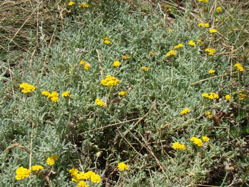 Изображение особи Achillea vermicularis.