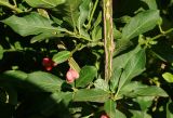 Euonymus europaeus