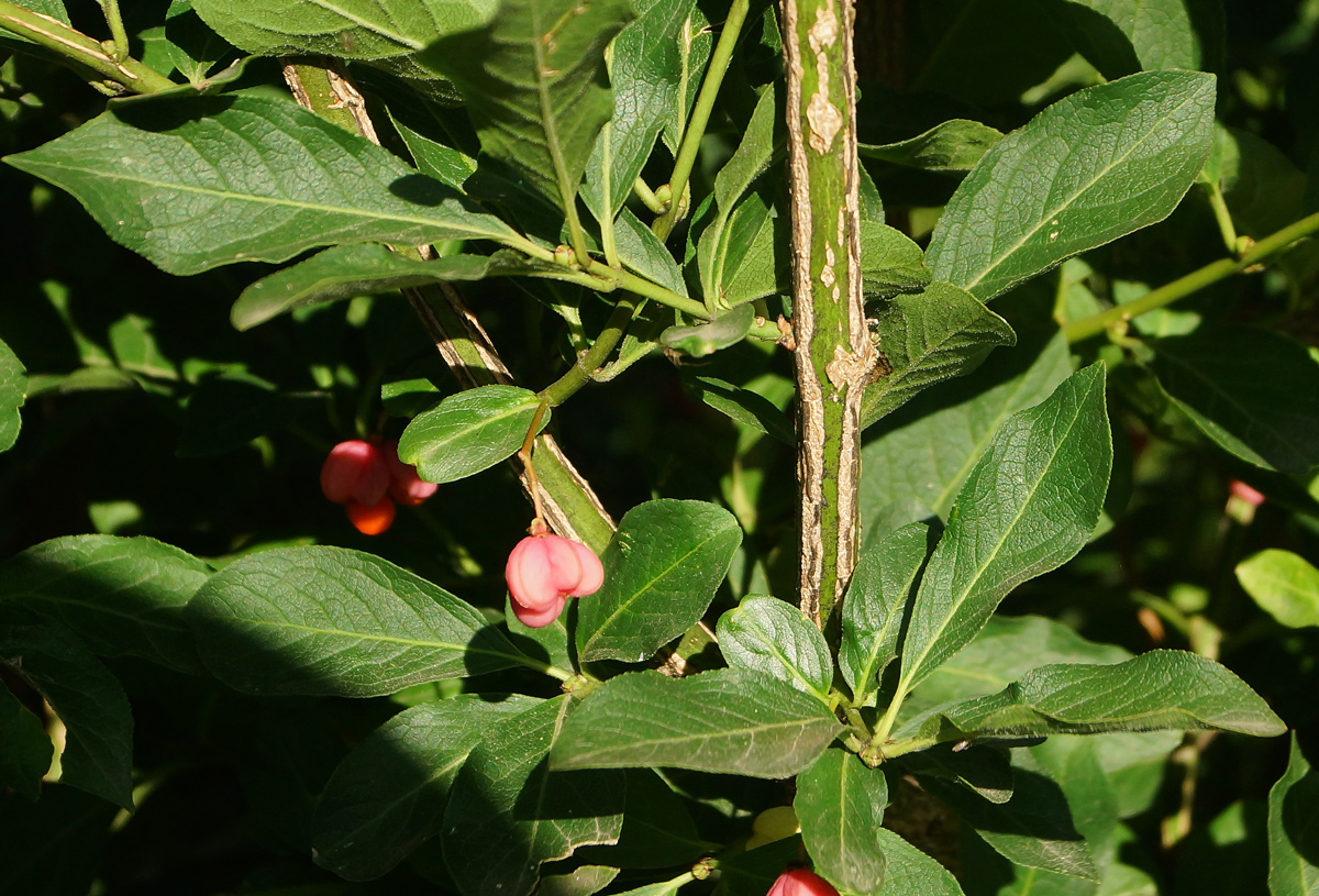 Изображение особи Euonymus europaeus.