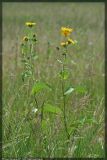 Inula helenium