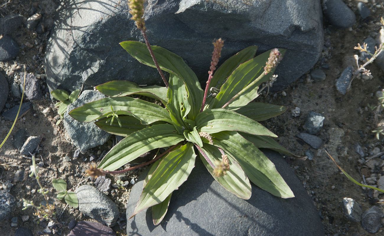 Изображение особи Plantago depressa.