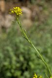 genus Rapistrum