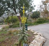 Verbascum densiflorum