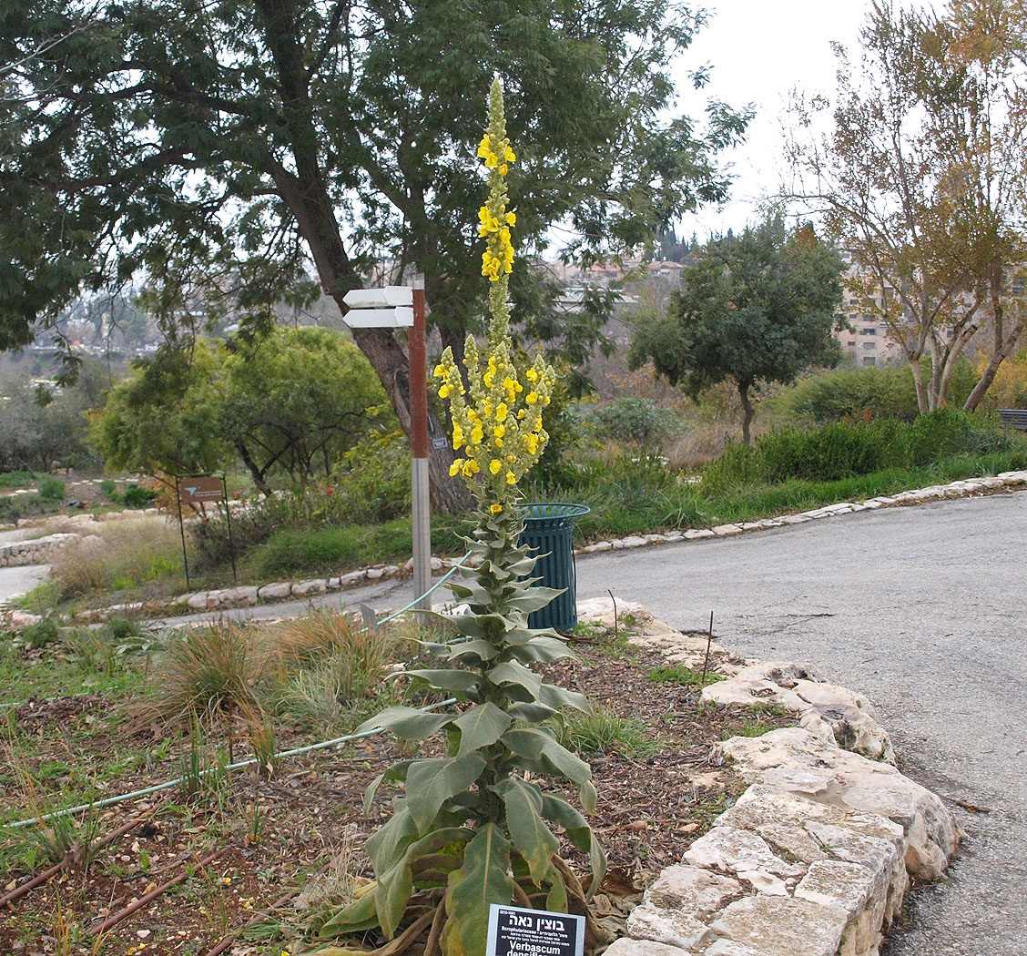 Изображение особи Verbascum densiflorum.