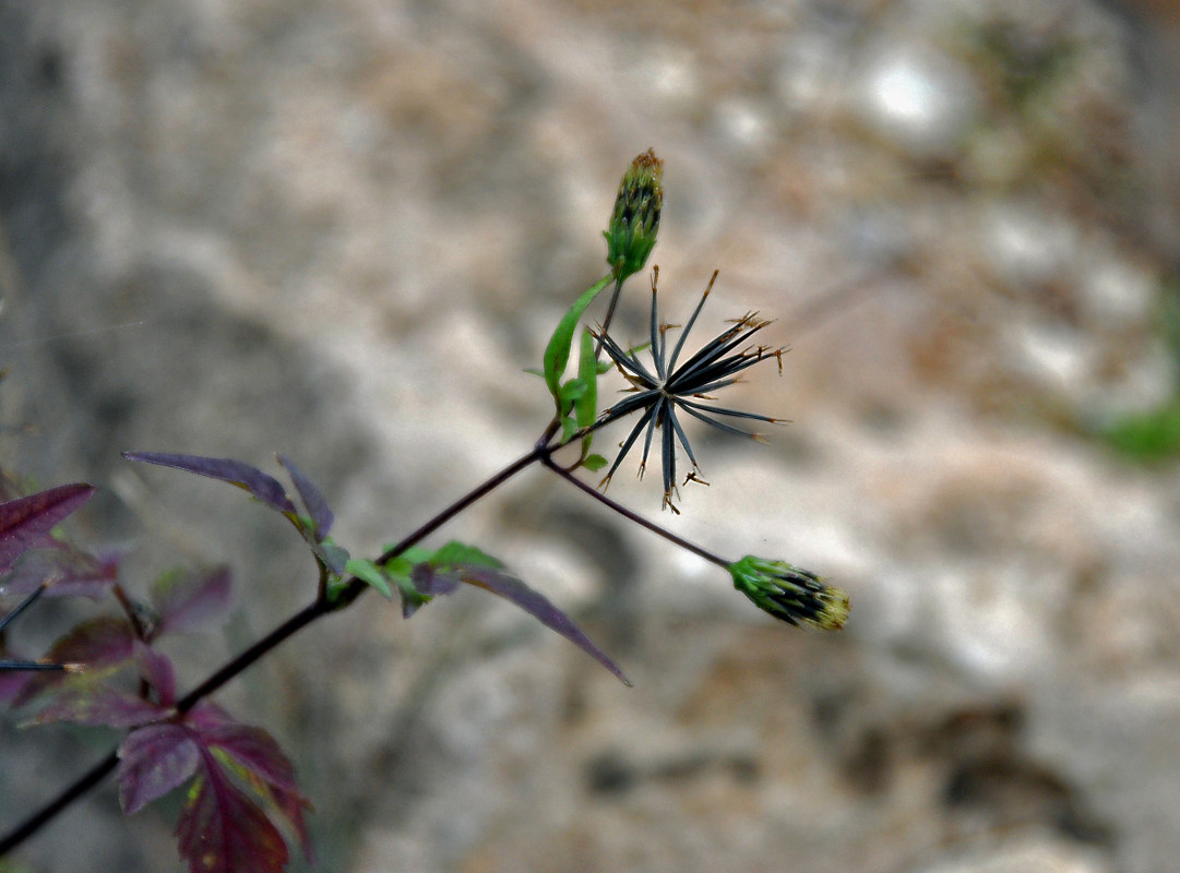 Image of Bidens pilosa specimen.