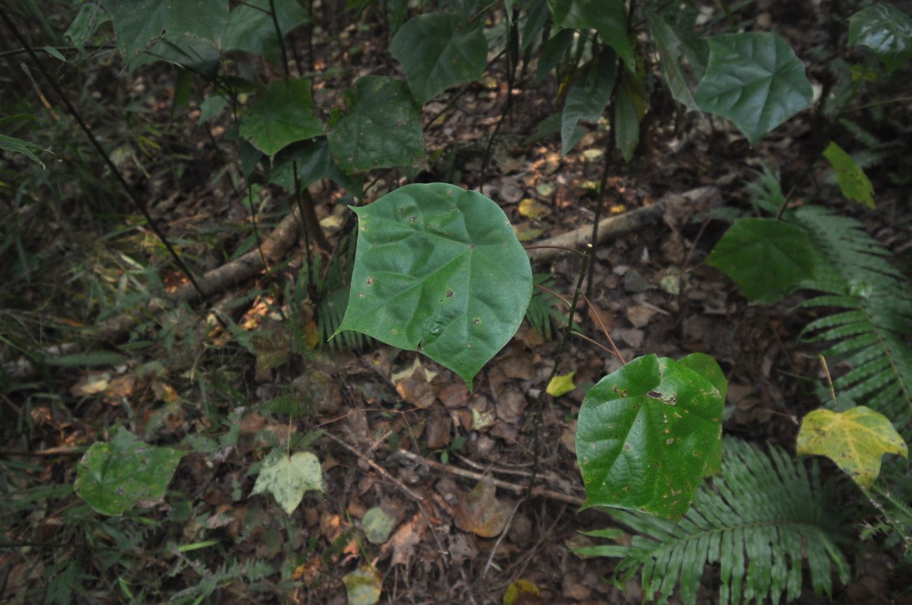 Image of Mytilaria laosensis specimen.