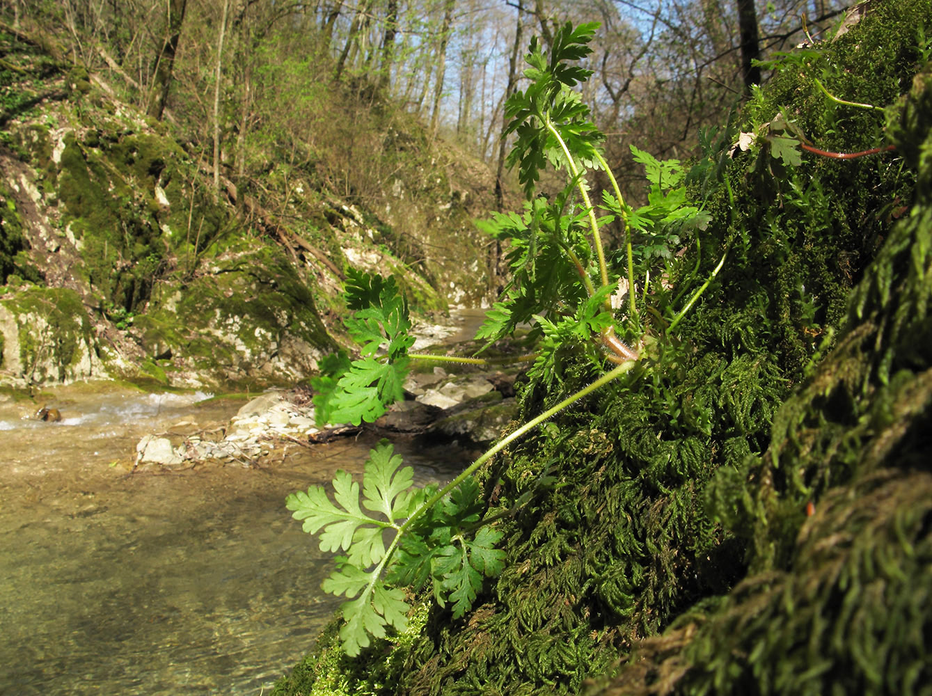 Image of Geranium robertianum specimen.