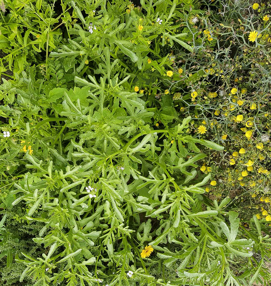 Image of Cakile maritima specimen.