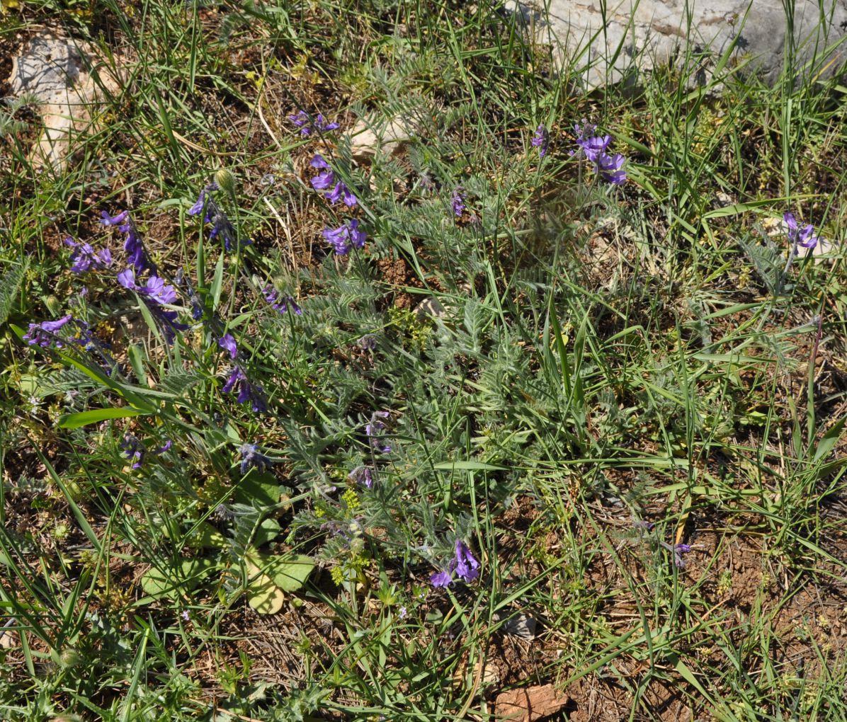 Image of Vicia sibthorpii specimen.