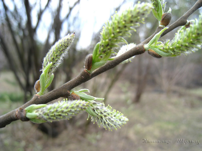 Изображение особи Salix cinerea.