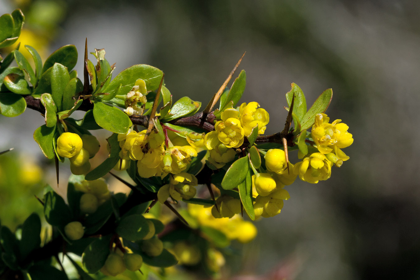 Image of Berberis cretica specimen.
