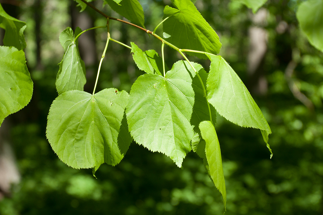 Изображение особи Tilia cordata.