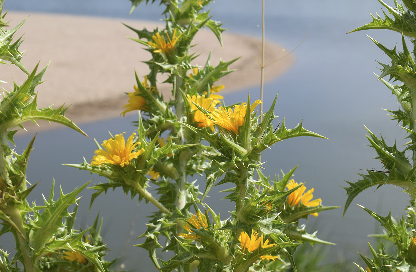 Изображение особи Scolymus hispanicus.