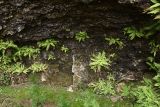 Polystichum craspedosorum. Растения в небольшом гроте у подножья скалы с северной стороны. Приморский край, Кавалеровский р-н, окр. пгт Кавалерово, памятник природы \"Скала Дерсу-Узала\". 21.06.2018.