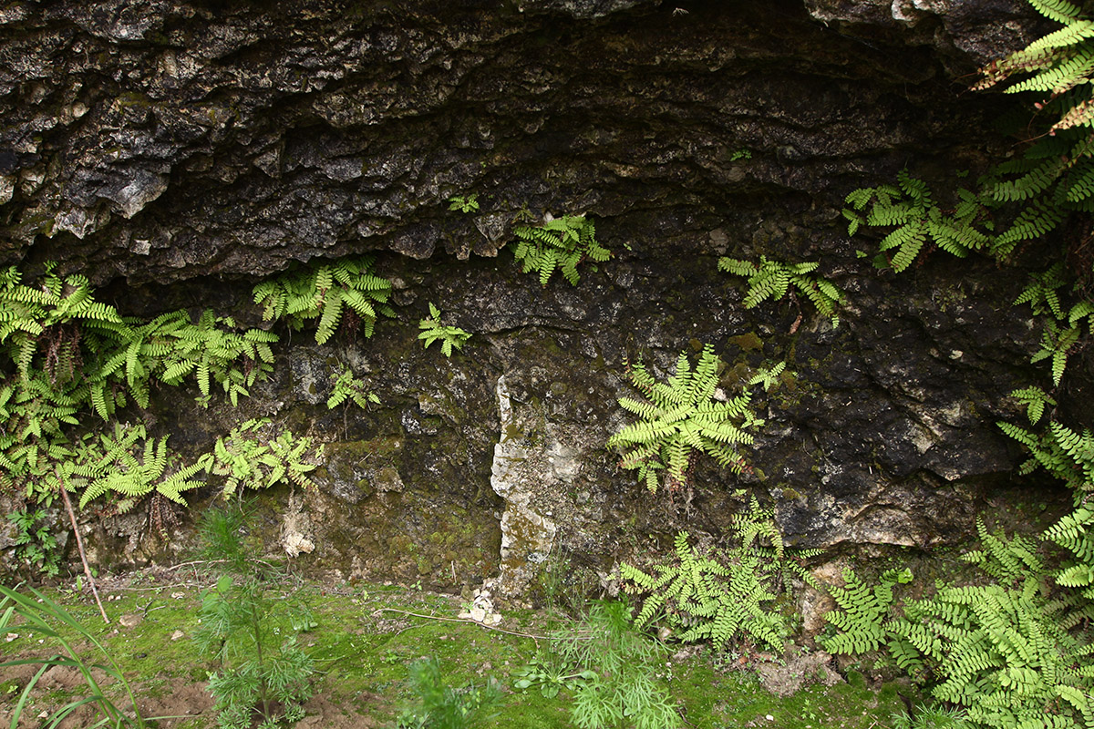 Image of Polystichum craspedosorum specimen.