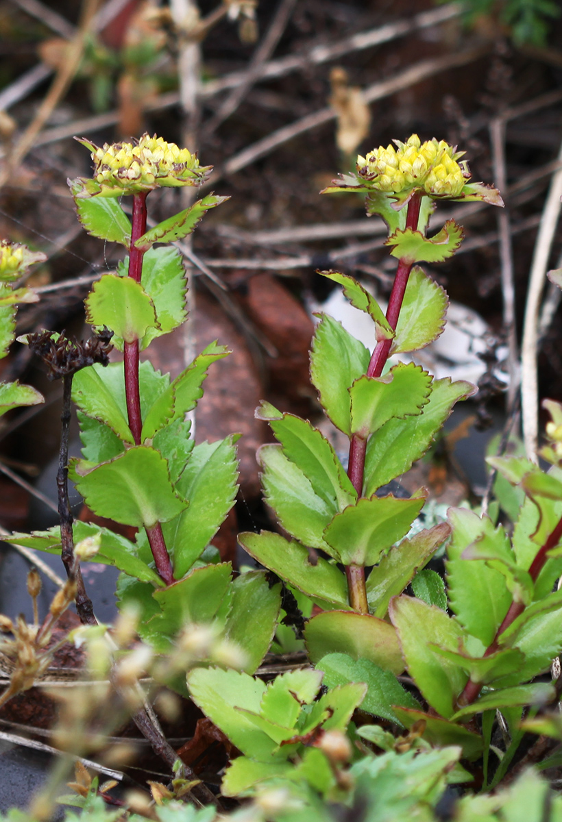 Изображение особи Aizopsis litoralis.