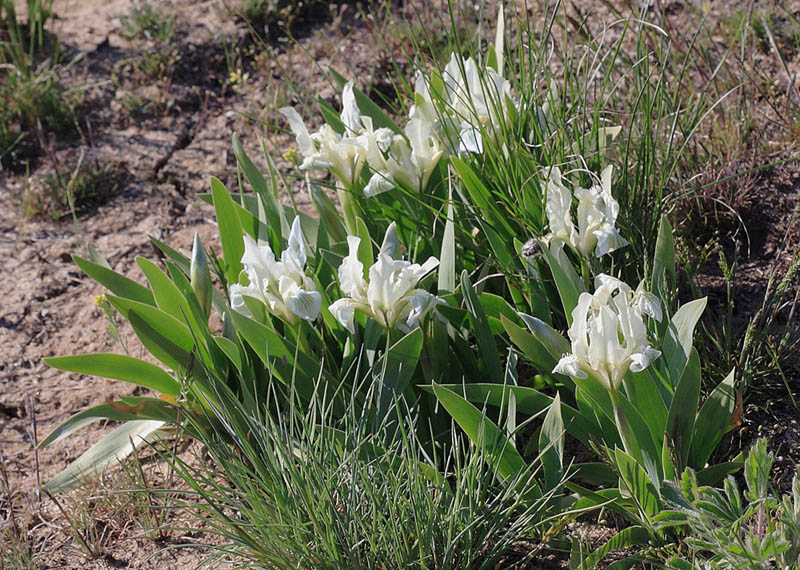 Image of Iris pumila specimen.