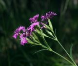 Dianthus × courtoisii