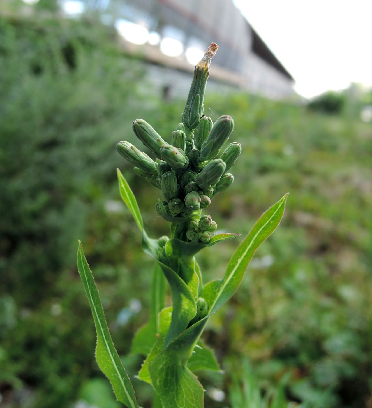 Изображение особи Lactuca serriola.