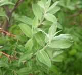 Image of taxon representative. Author is Марина Ворошилова