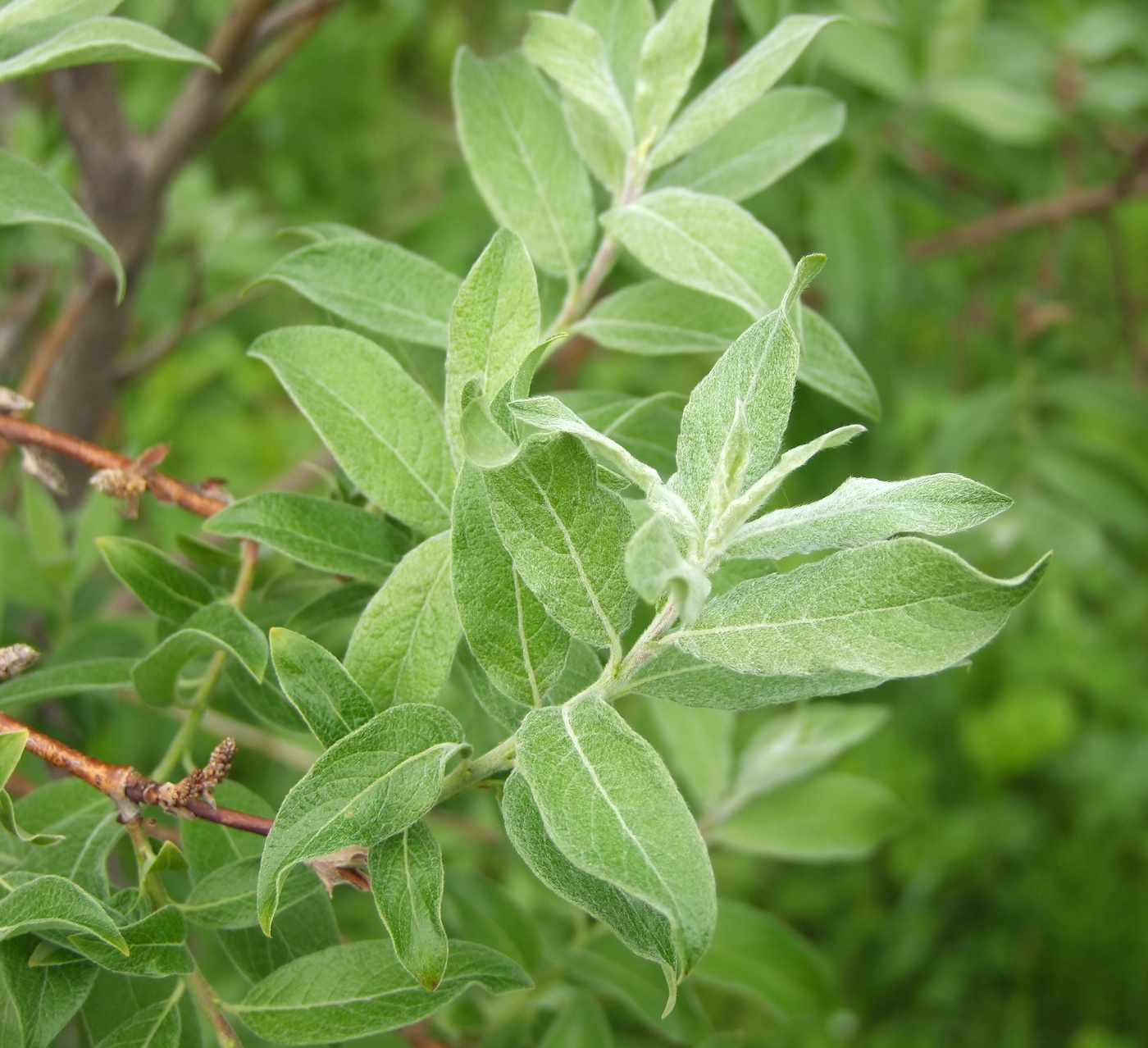 Image of Salix bebbiana specimen.