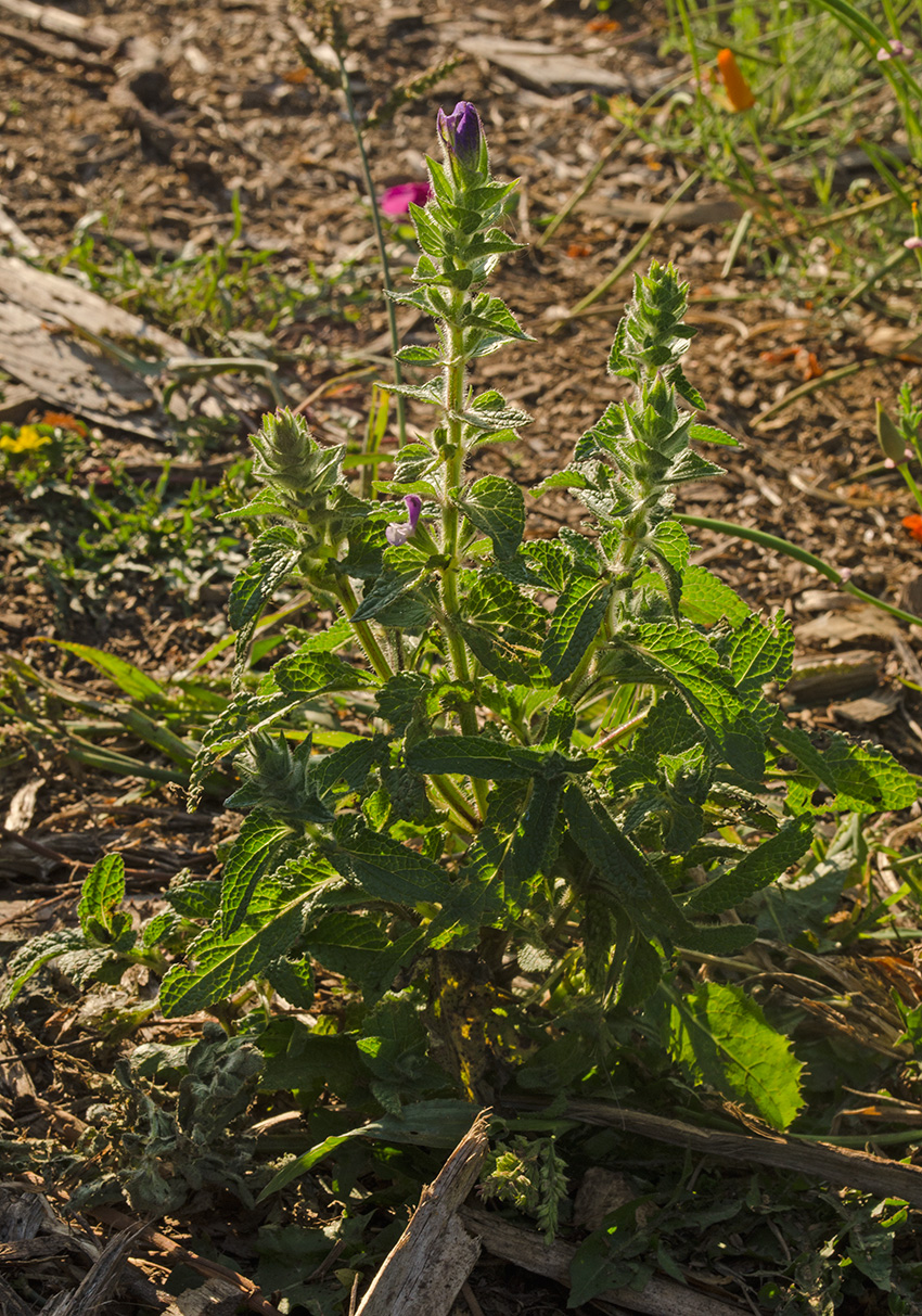 Изображение особи Salvia viridis.