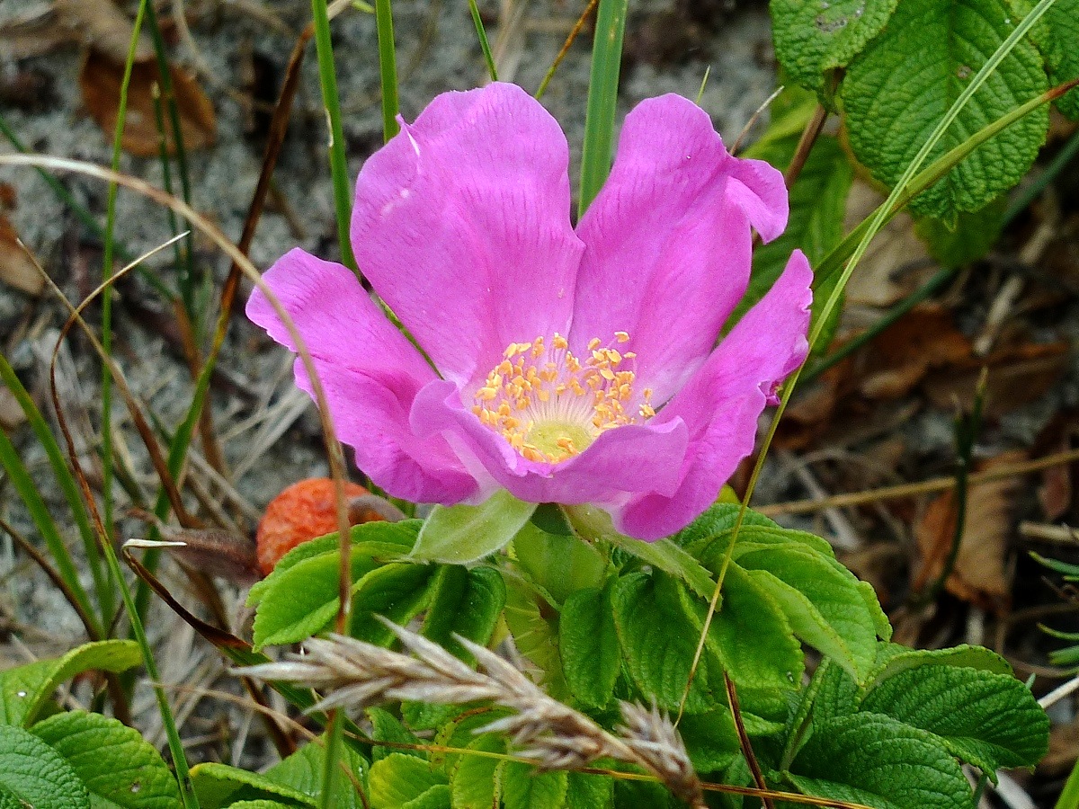 Изображение особи Rosa rugosa.