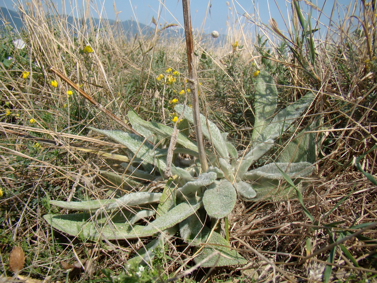 Image of Stachys cretica specimen.