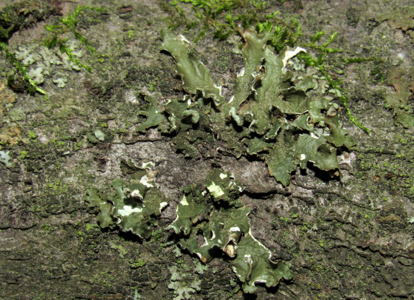 Image of Melanelixia albertana specimen.