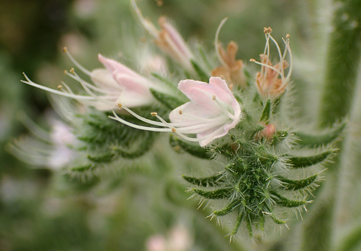 Image of Echium biebersteinii specimen.