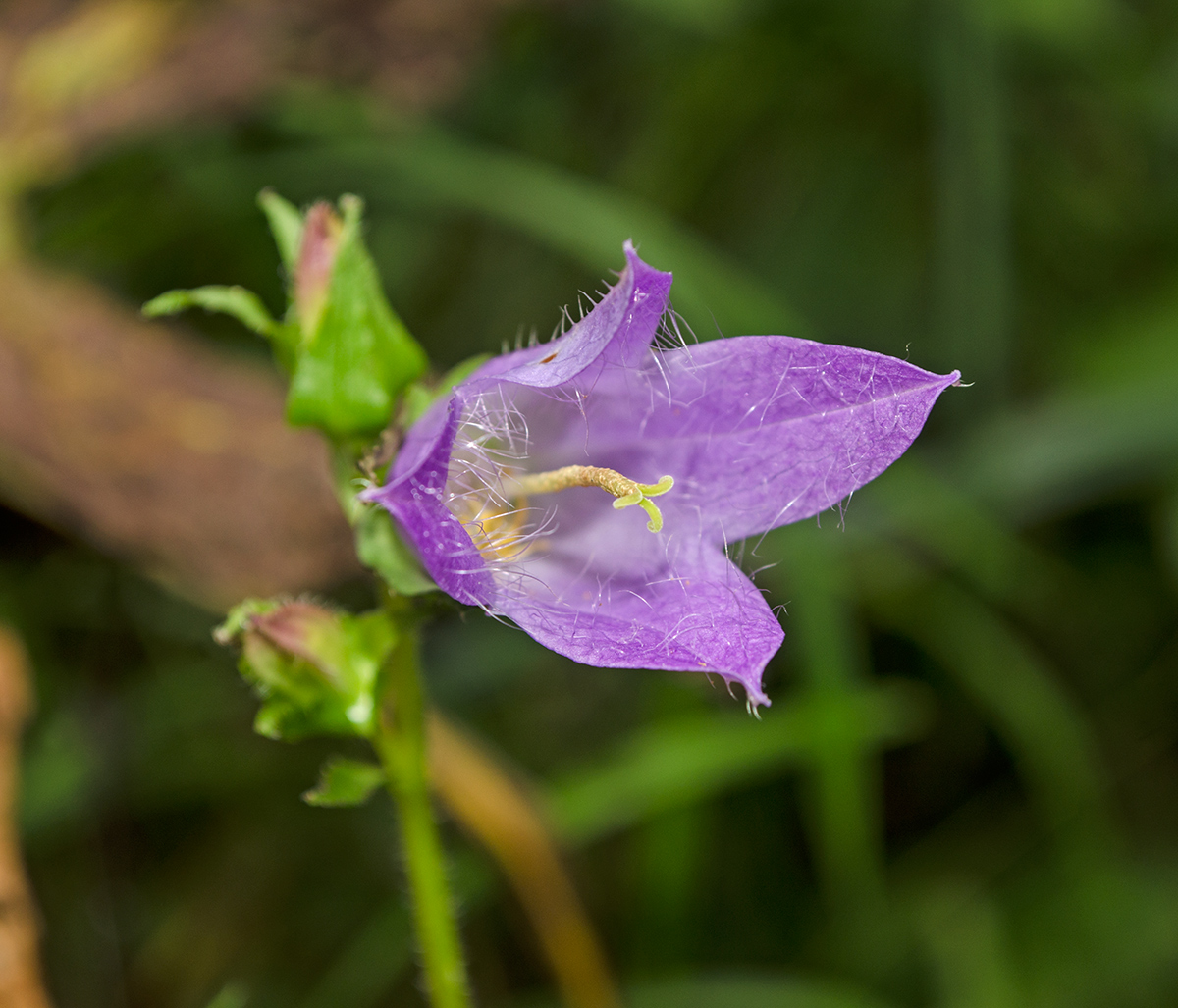 Изображение особи Campanula trachelium.