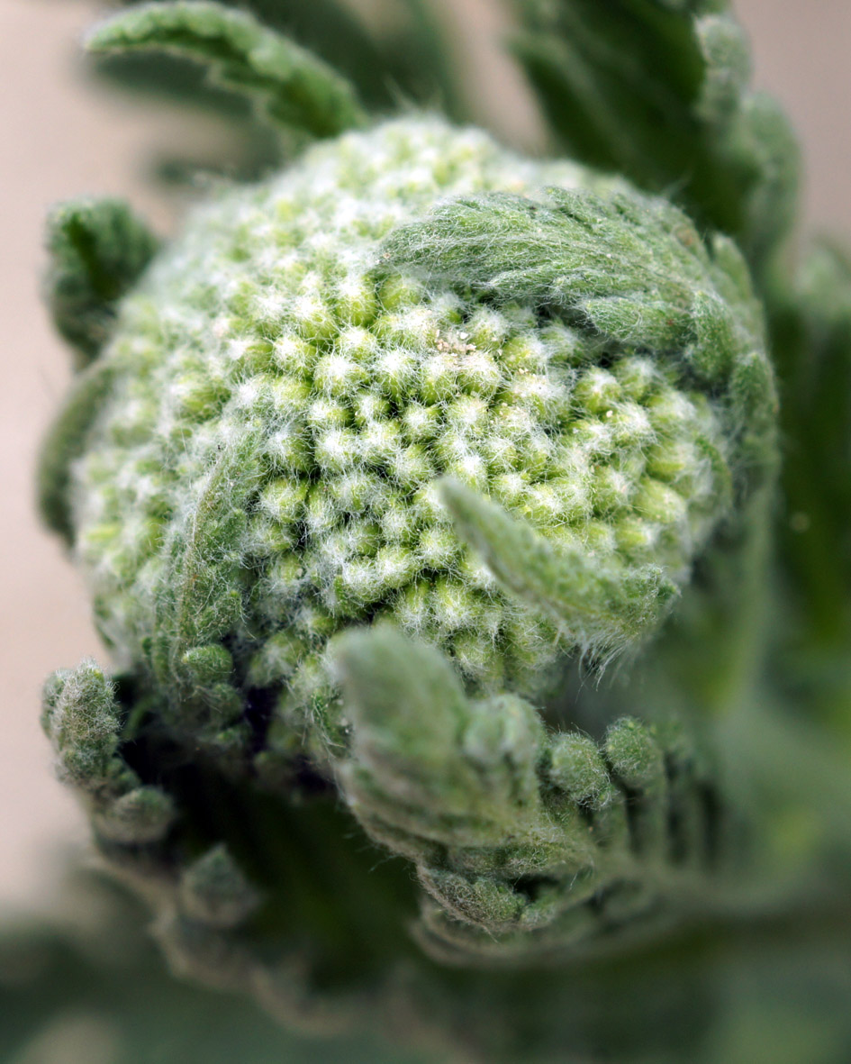 Image of Achillea filipendulina specimen.