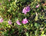 Hedysarum truncatum