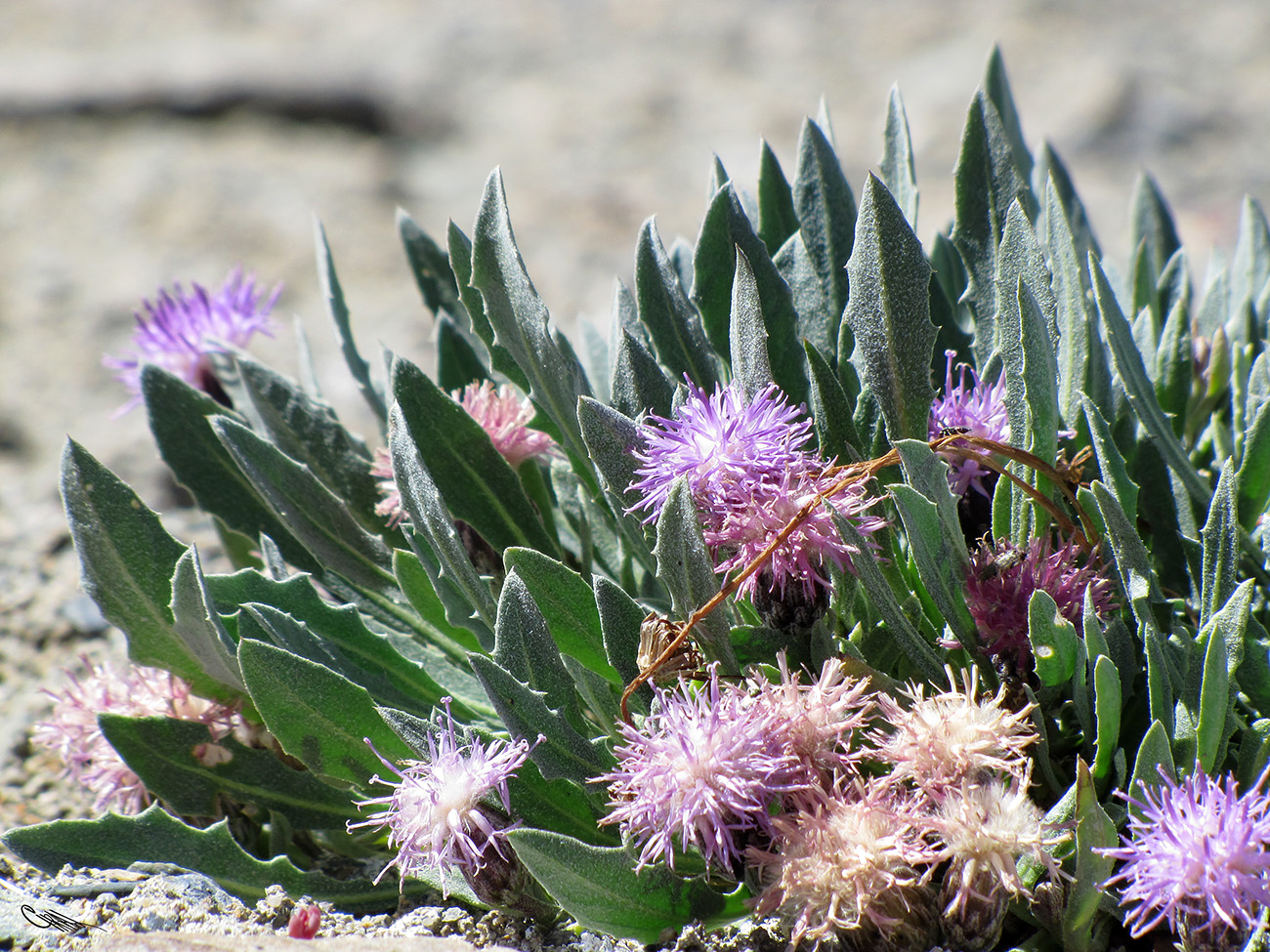 Image of Saussurea famintziniana specimen.