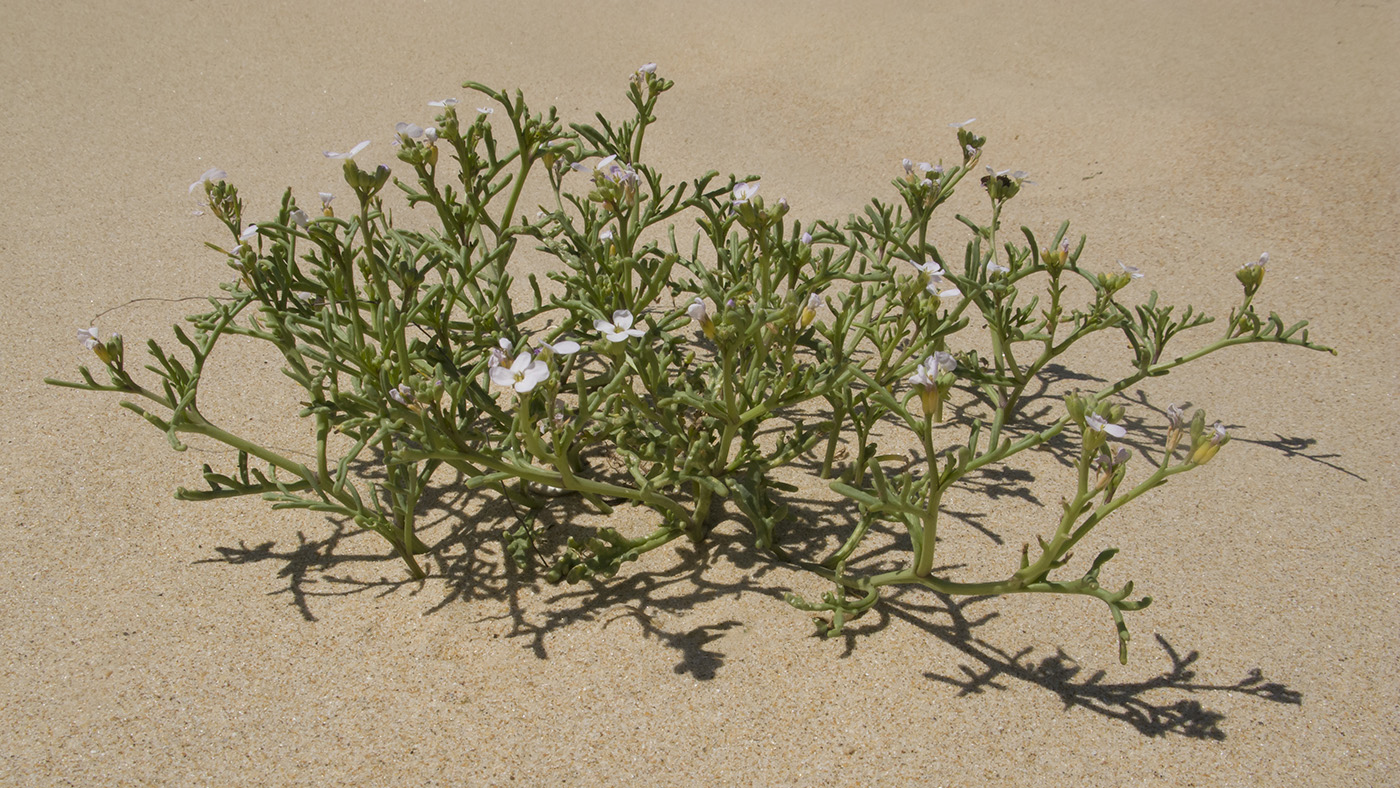 Image of Cakile euxina specimen.