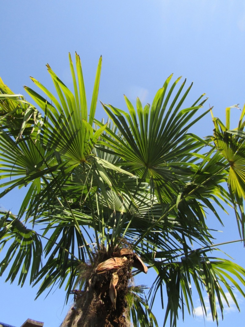 Image of Trachycarpus fortunei specimen.