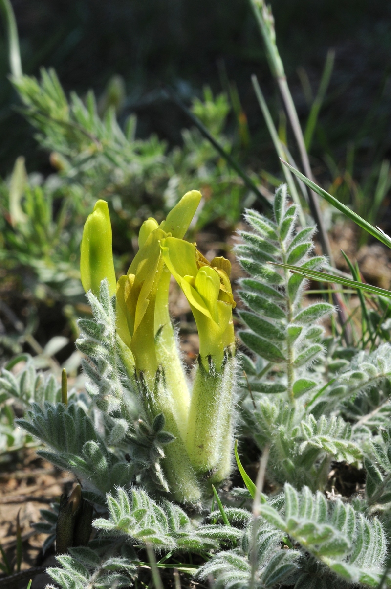 Image of Astragalus xipholobus specimen.