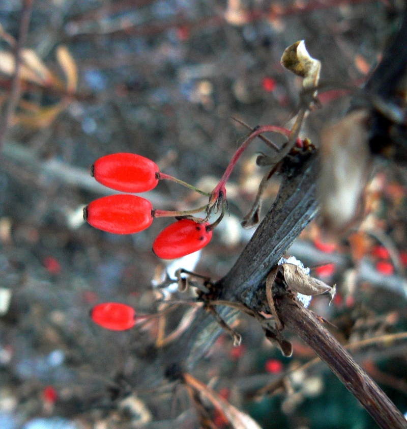 Image of genus Berberis specimen.