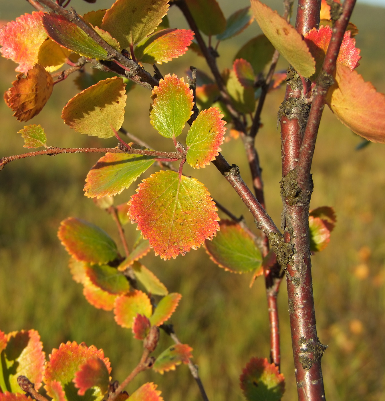 Image of Betula divaricata specimen.