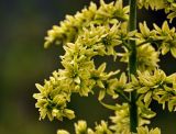 Veratrum lobelianum