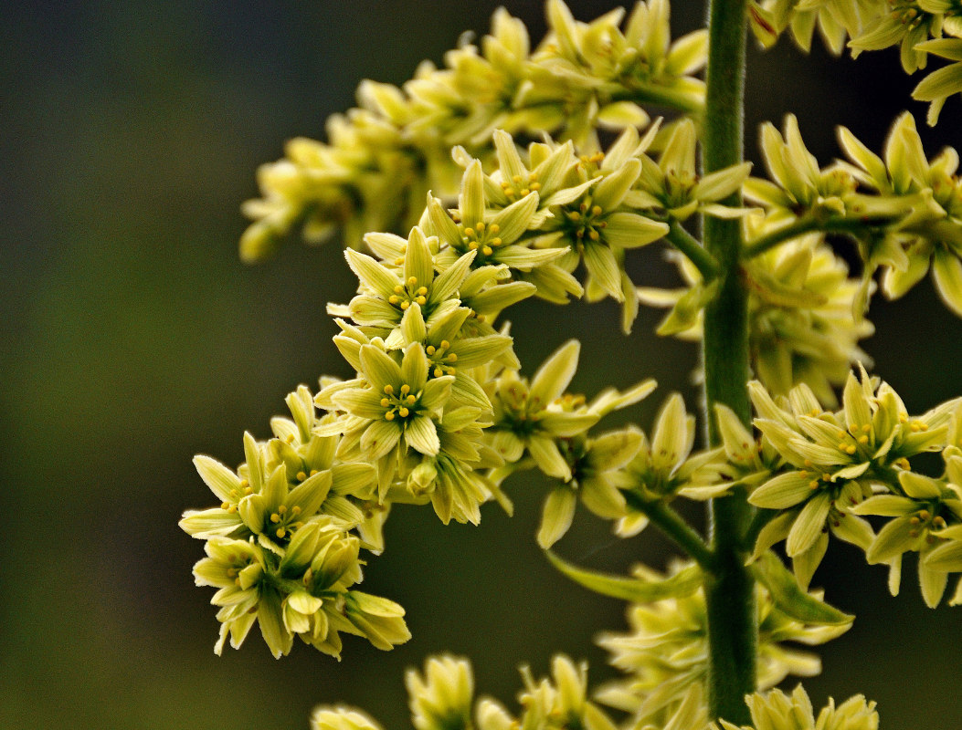 Image of Veratrum lobelianum specimen.