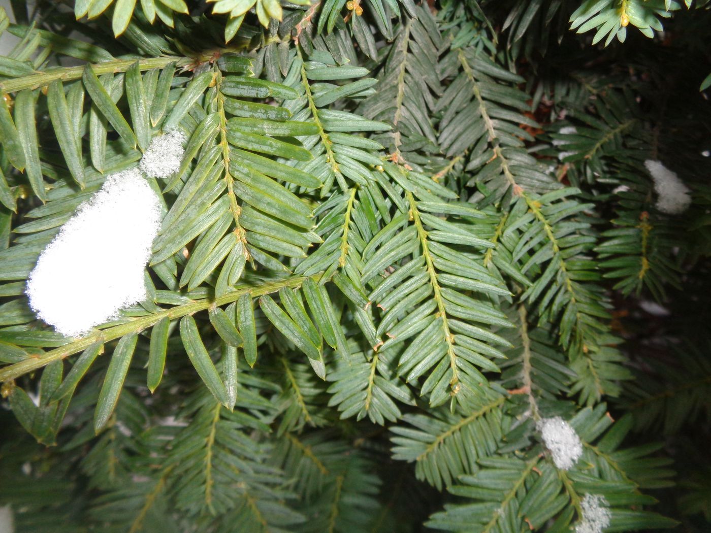 Image of Taxus baccata specimen.