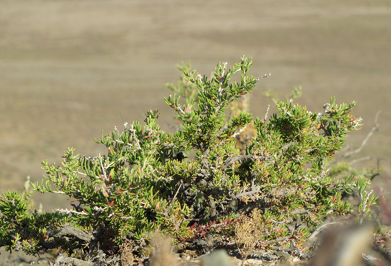 Изображение особи Salsola arbusculiformis.