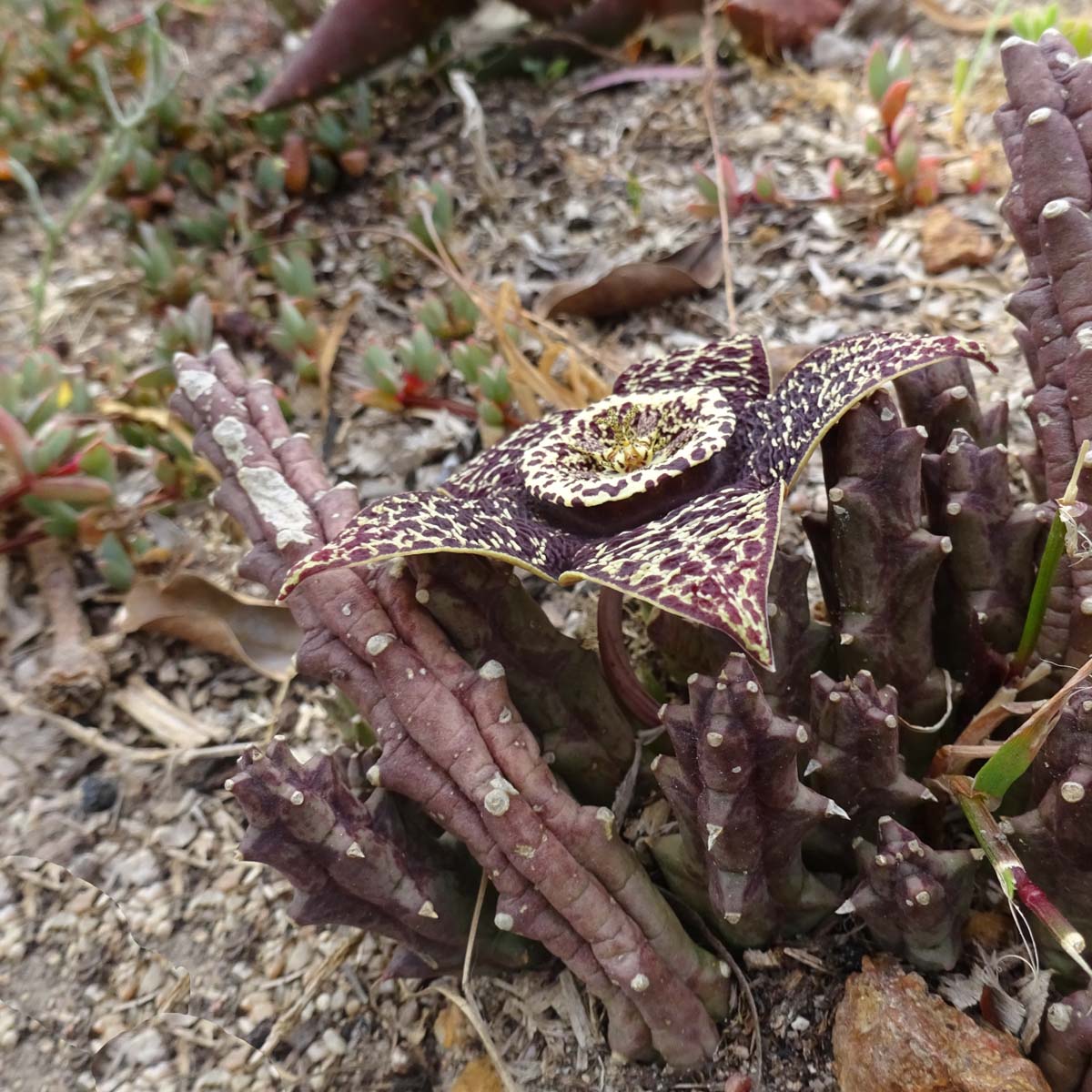 Изображение особи Orbea variegata.
