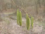 Corylus avellana