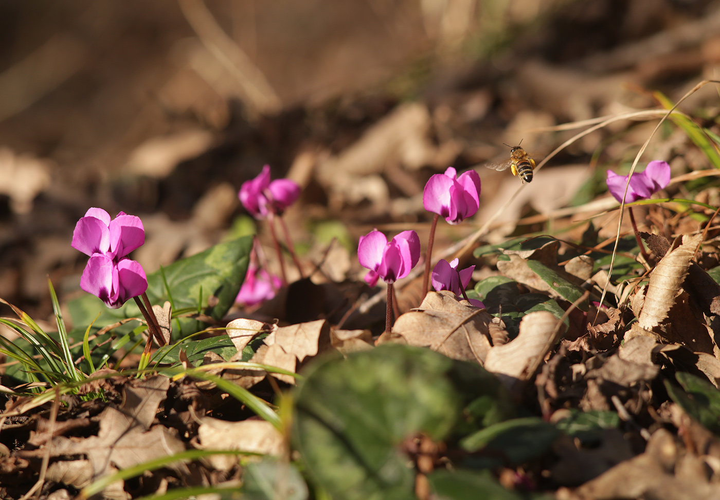 Image of Cyclamen coum specimen.