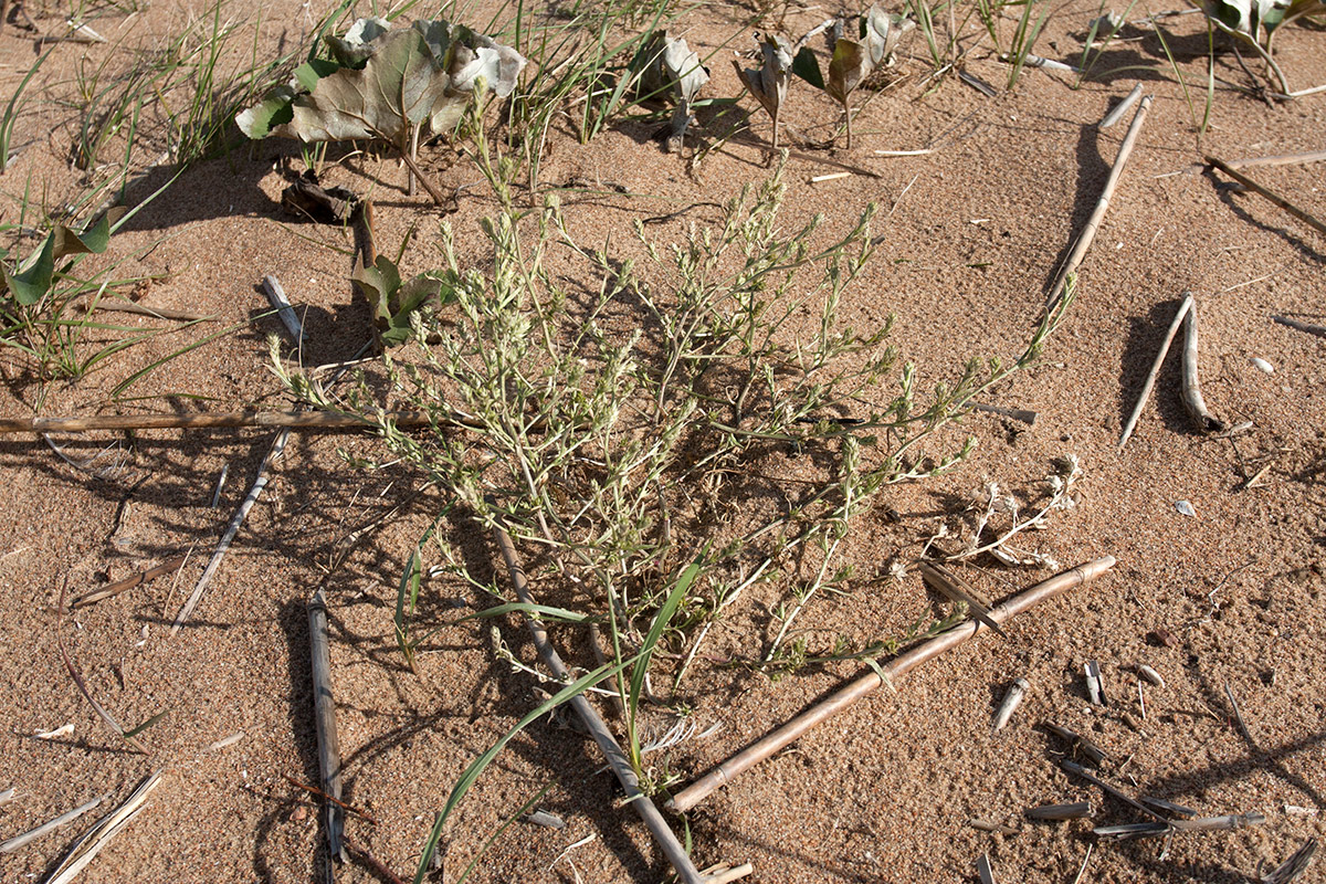 Image of Corispermum leptopterum specimen.