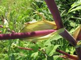 Archangelica officinalis. Часть цветущего растения. Архангельская обл., Вельский р-н, окр. пос. Усть-Шоноша, берег р. Вель. 01.07.2010.
